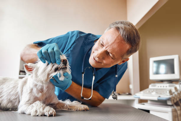 Best 24-Hour Emergency Dental Care in Richardson, TX